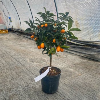 Kumquat ´Fortunella margarita´ - výška 50-60 cm, kont. C5L - na kmienku